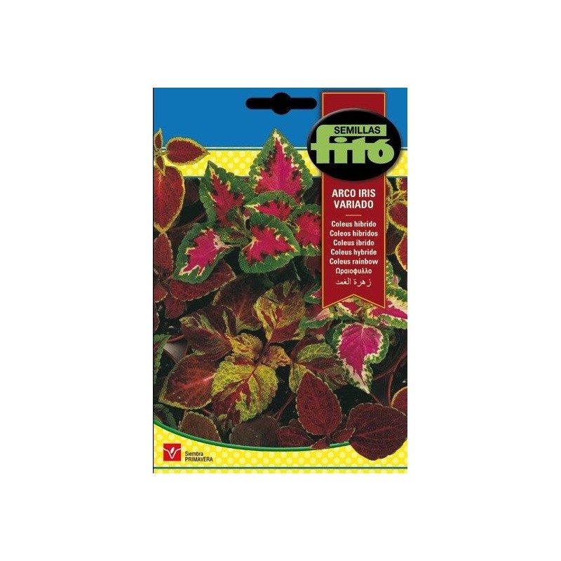 coleus arcoiris