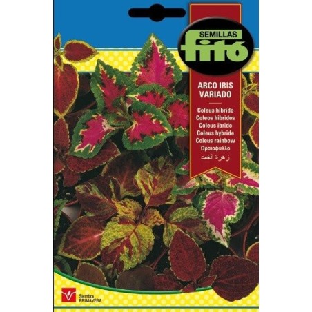 coleus arcoiris