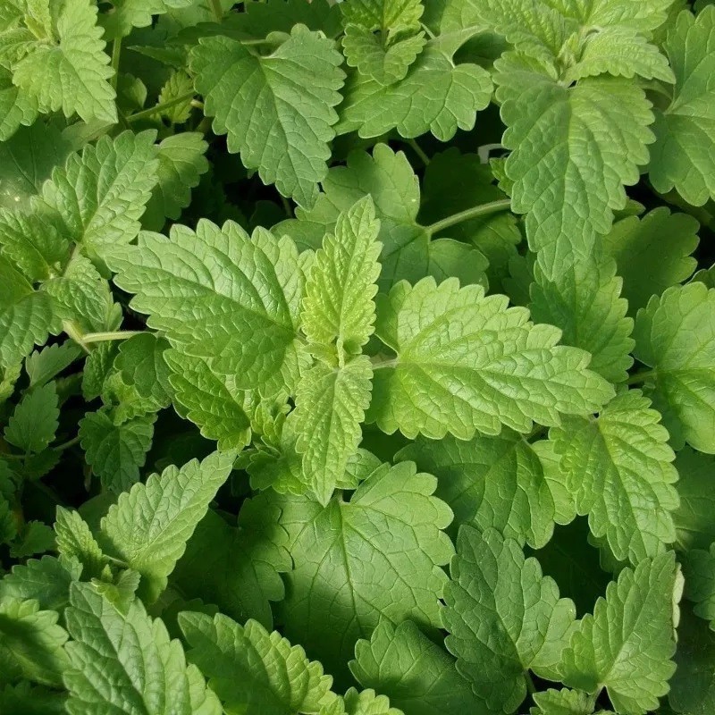 menta de gatos (nepeta cataria) - semillas sin tratamiento