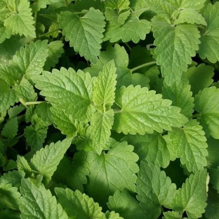 menta de gatos (nepeta cataria) - semillas sin tratamiento