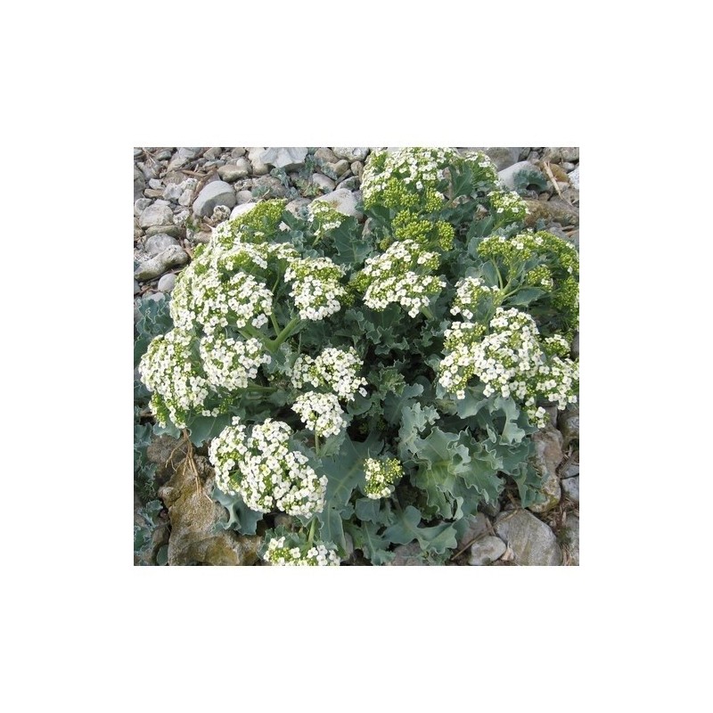 crambe maritima