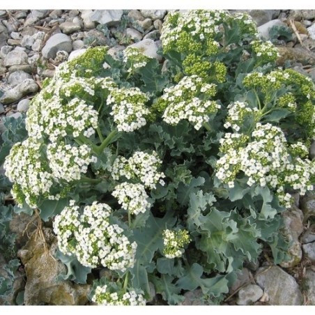 crambe maritima
