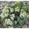 crambe maritima