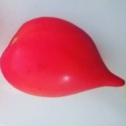 Tomate tetÃ³n de Venus - sin tratamiento