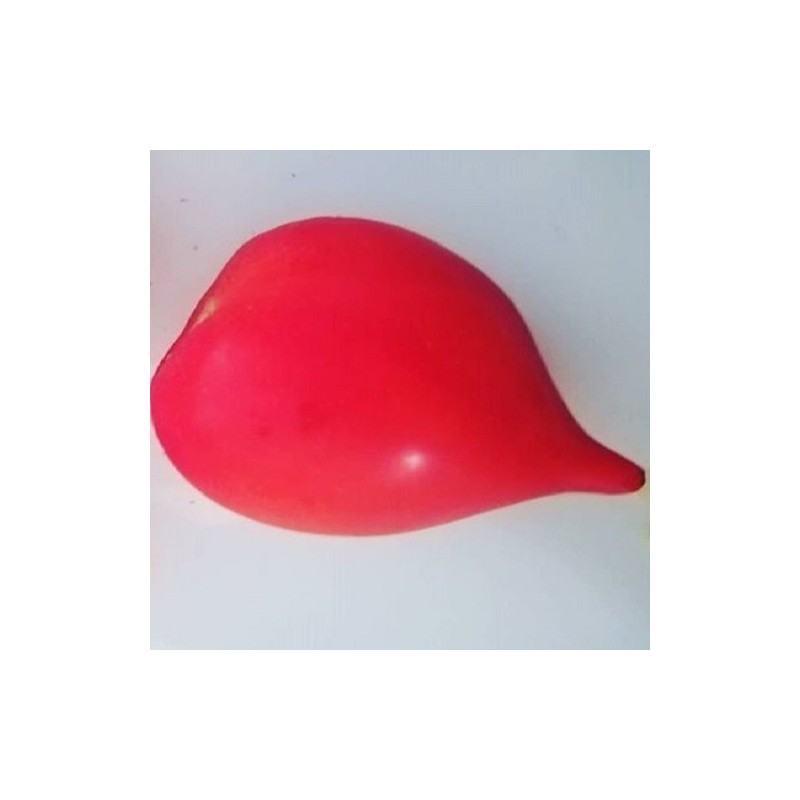 Tomate tetÃ³n de Venus - sin tratamiento