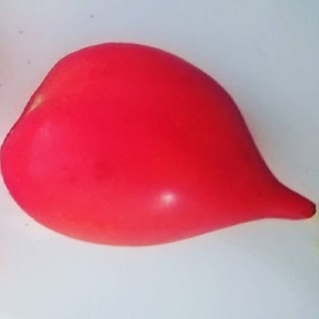 Tomate tetÃ³n de Venus - sin tratamiento