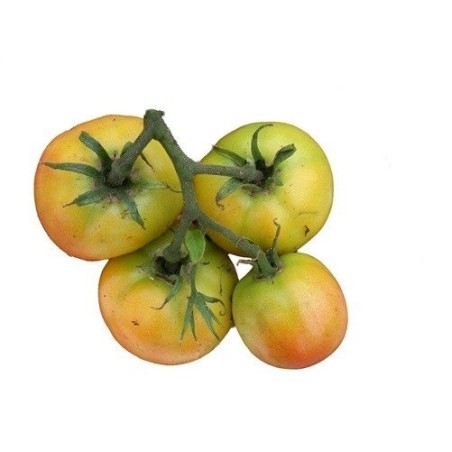 tomate longkeeper (semillas ecolÃ³gicas)