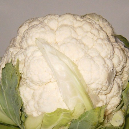coliflor snowball - semillas no tratadas