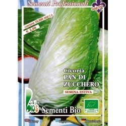 achicoria pan de azucar - semillas ecolÃ³gicas