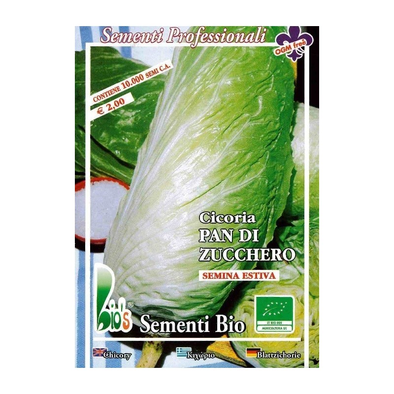 achicoria pan de azucar - semillas ecolÃ³gicas
