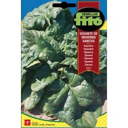 espinaca gigante de invierno santos