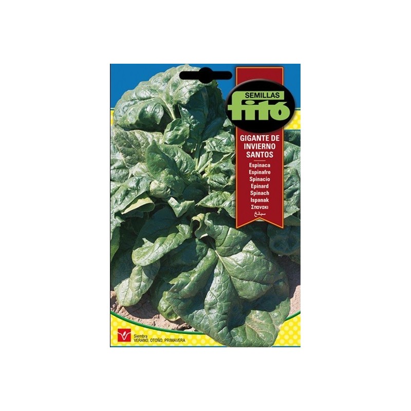 espinaca gigante de invierno santos