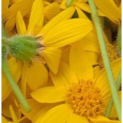 Arnica montana - semillas no tratadas
