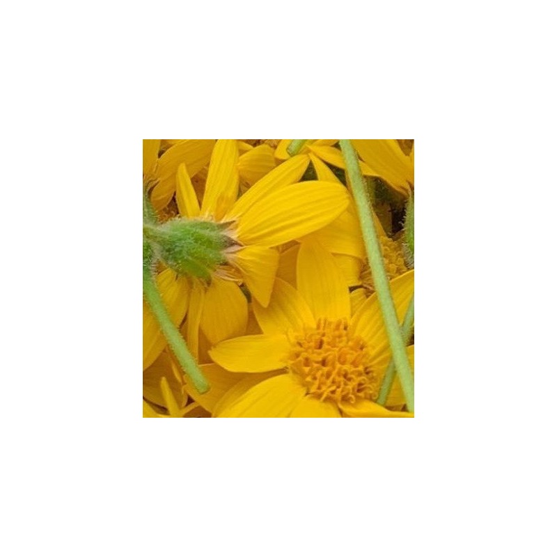 Arnica montana - semillas no tratadas