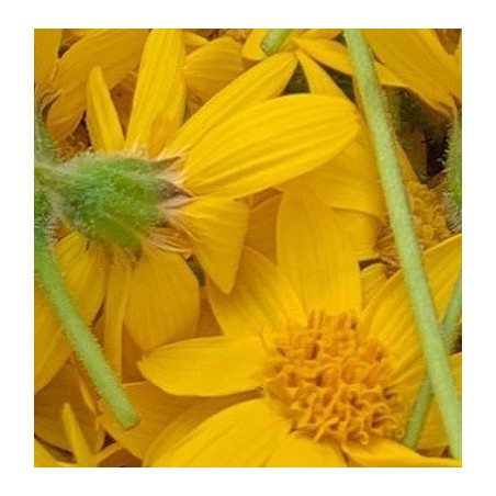 Arnica montana - semillas no tratadas