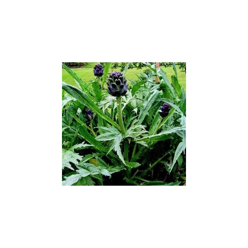 Alcachofa Violeta de Provenza (semillas no tratadas)