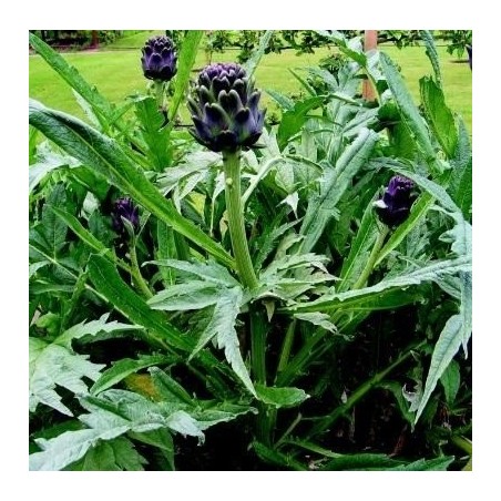 Alcachofa Violeta de Provenza (semillas no tratadas)