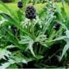 Alcachofa Violeta de Provenza (semillas no tratadas)
