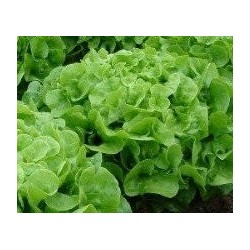 semillas de lechuga hoja de roble verde