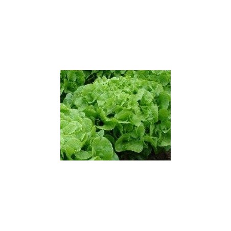 semillas de lechuga hoja de roble verde
