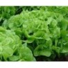 semillas de lechuga hoja de roble verde