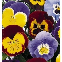 Pensamiento joker mix - semillas no tratadas