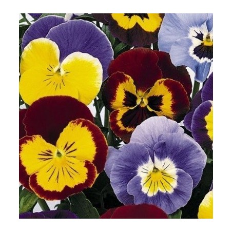 Pensamiento joker mix - semillas no tratadas