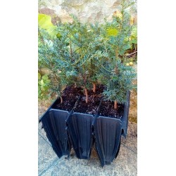 tejo (Taxus baccata) en formato forestal