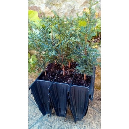 tejo (Taxus baccata) en formato forestal