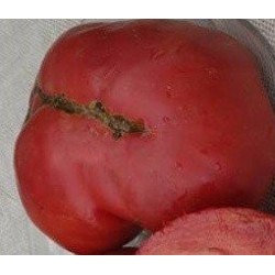 semillas de tomate black truffle