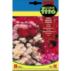 ficoide tapiz mÃ¡gico