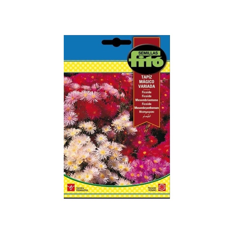 ficoide tapiz mÃ¡gico