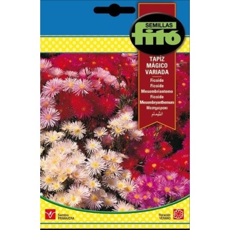 ficoide tapiz mÃ¡gico