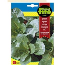 canonigos - grosse graine de Hollande