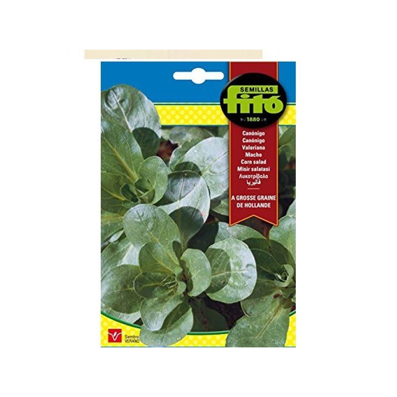 canonigos - grosse graine de Hollande