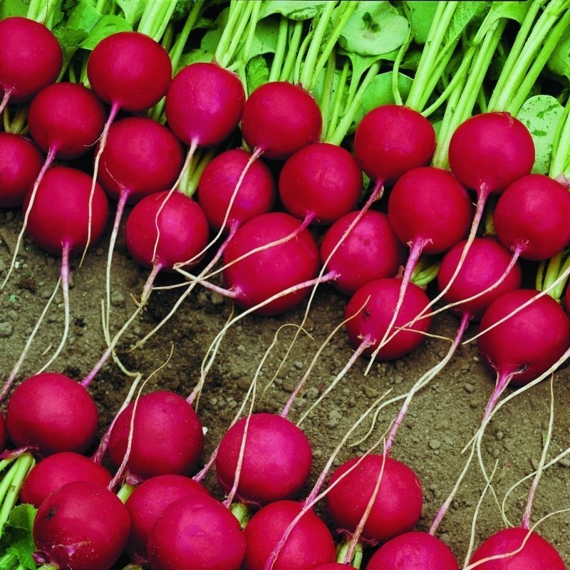 Rabanito F1 Celesta (Semillas no tratadas)