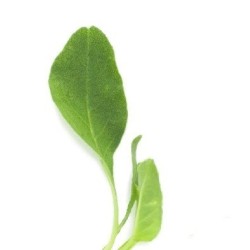 amaranto gigante verde-semillas no tratadas