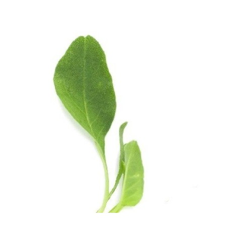 amaranto gigante verde-semillas no tratadas