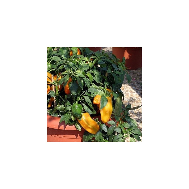 Pimiento Dulce F1 Mohawk