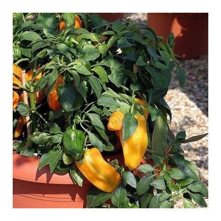 Pimiento Dulce F1 Mohawk