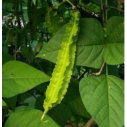 guisante con alas - semillas sin tratamiento