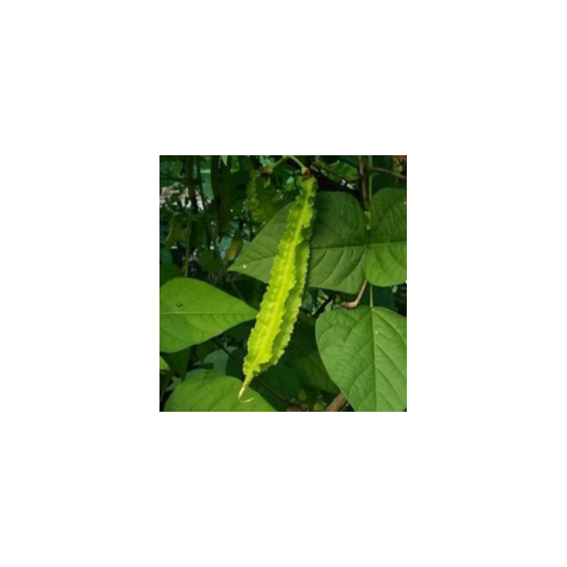 guisante con alas - semillas sin tratamiento