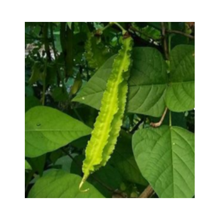 guisante con alas - semillas sin tratamiento