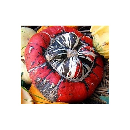 calabaza  giraumon turban - turbante turco (semillas ecolÃ³gicas)