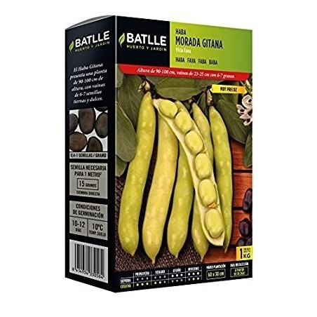 haba morada gitana