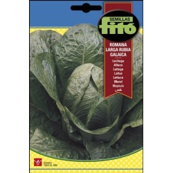Lechuga romana larga rubia SB galaica