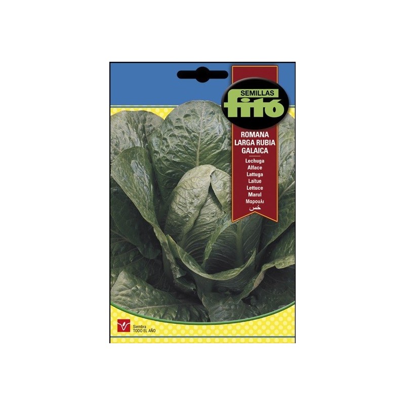 Lechuga romana larga rubia SB galaica