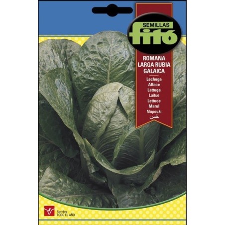 Lechuga romana larga rubia SB galaica