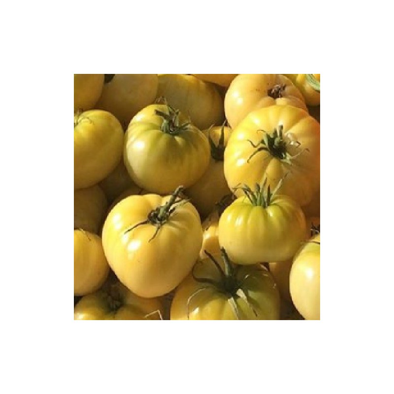 Tomate beaute blanche - semillas sin tratamiento