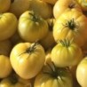 Tomate beaute blanche - semillas sin tratamiento